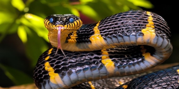 Rüyada Yılan Görmek: Anlamı ve Detaylı Yorumu