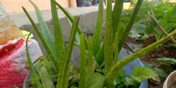 Aloe Vera Bitkisi Nasıl Yetiştirilir?