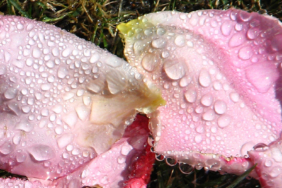 Su damlalı pembe gül yaprakları
